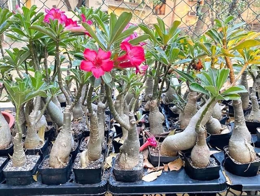 Spring bonsai philodendron seeds for mixed flowering plants in courtyard gardens