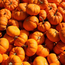 Burlone F1 Pumpkin Seeds prized among growers for carving and baking