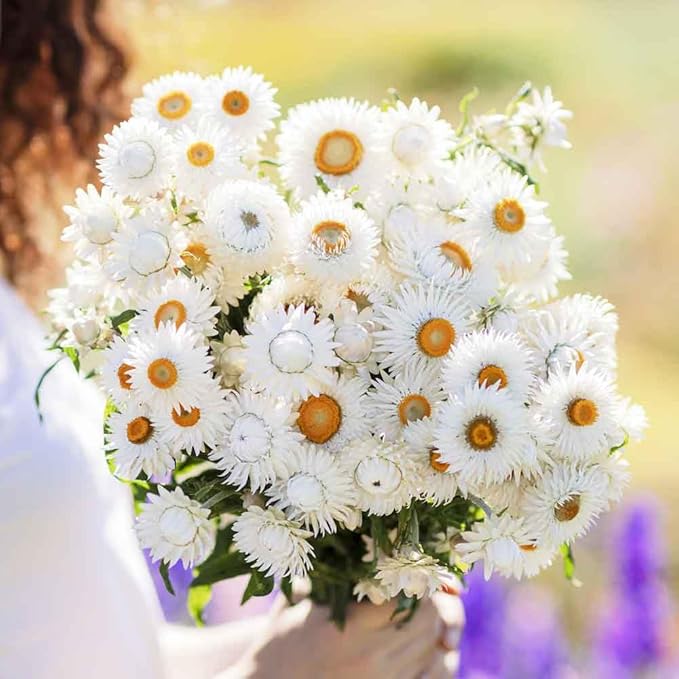 Strawflower Helichrysum Bracteatum White Flower Seeds for Planting – Everlasting Blooms for Cutting Gardens and Dried Displays