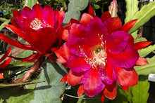 Cactus Epiphyllum Oxypetalum Orchid Cactus Seeds for easy-care planting in the Indoor Indoor Greenhouses