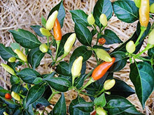 Tomato Seeds (Solanum lycopersicum) for growers stocking the Vegetable Patch