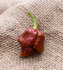Scorpion Pepper Seeds (Capsicum chinense) for productive rows in the Kraken Variety in Kitchen Garden
