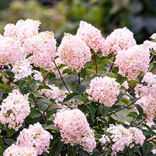 Hydrangea Hydrangea Paniculata White Strawberry Flower Seeds for Planting – Ideal for Home Garden and Ornamental Borders
