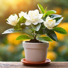 Jasmine Seeds (Jasminum spp.) for growers filling out the Indoor Garden