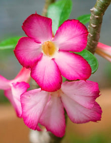 Adenium Obsum Soft Pink Seeds for colorful blooms in the Garden Beauty