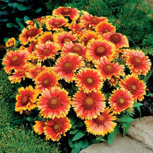 Kokardenblume Seeds grown for bees & Butterflies