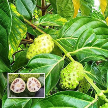 Hawaiian Noni Seeds (Morinda citrifolia) for colorful blooms in the Home Garden