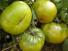 Aunt Ruby's German Green Tomato Seeds for a productive addition to the vegetable patch