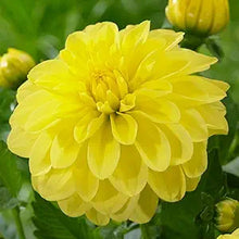 Dahlia Seeds (Dahlia pinnata) for seasonal color across the backyard garden or patio pots