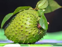 Giant Soursop Seeds (Annona muricata) for a homegrown harvest from the Tropical Garden