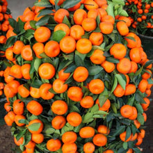 Mandarin Orange Citrus Edible Plant Seeds for a sweet addition to the home orchard