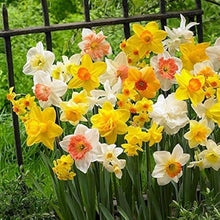 Daffodil Narcissus Pseudonarcissus Double Petal Aquatic Seeds for seasonal color across the Moist Garden Seasonal Blooms