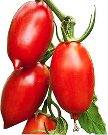 Amish Paste Tomato Seeds for a productive addition to the vegetable patch