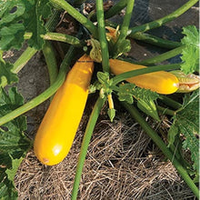 Zucchini Squash Seeds (Cucurbita pepo) for growers stocking the Home Vegetable Patch