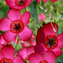 Annual Red Linum Rubrum Flower Scarlet Flax Seeds for gardeners building out beds and borders