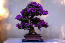 Light Blue Stern Beautiful Star Seeds grown for bonsaiarden Decoration