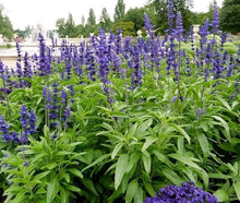 Blue Sage ��������� Salvia spp. ��������� for planting in pollinator gardens