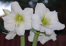 Phlox Seeds (Phlox drummondii) for a lasting display in the Mixed Color Home Garden