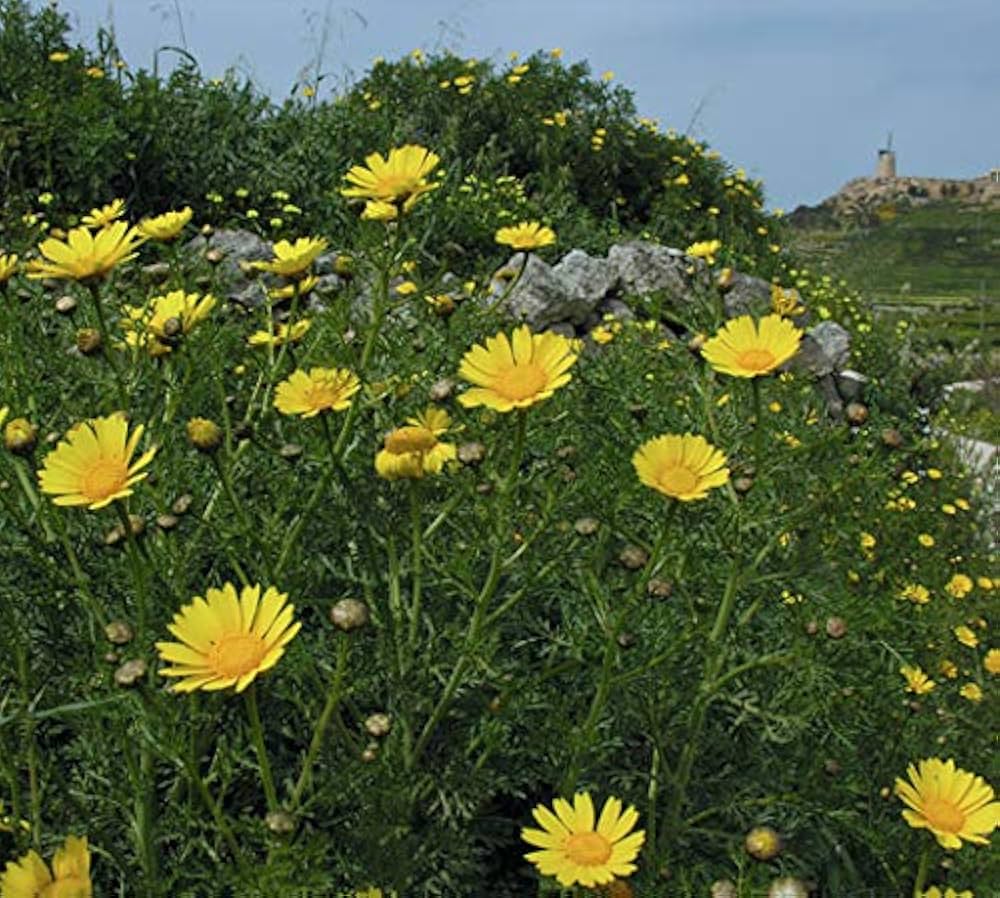 Crown Daisy Chrysanthemum coronarium seeds for garden