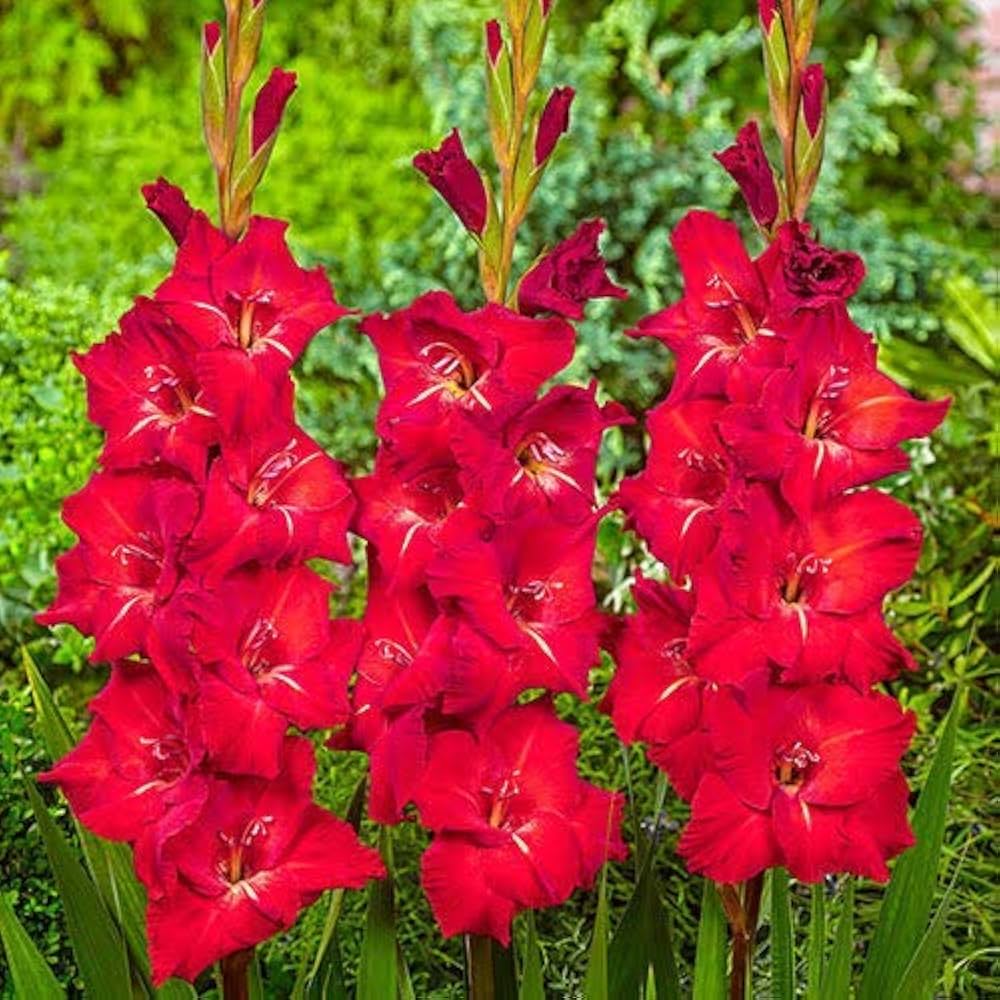 Gladiolus Flower ��������� Gladiolus spp. ��������� for planting in cream red garden
