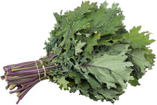 Red Russian Kale Seeds (Brassica napus) valued by growers for cold-Hardy Salad Gardening
