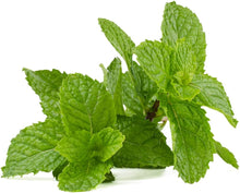 Heirloom Organic Peppermint Spearmint Mint Seeds for a flavorful crop in the Colorful Flower Pot Growth & High Germination Rate