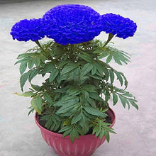Blue Maidenhair Seeds for seasonal color across the Flower Garden