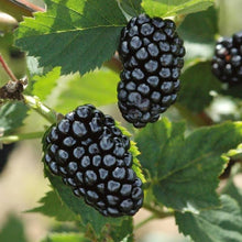 Black Blackberry Bush Seeds for growers planting the Garden Planting