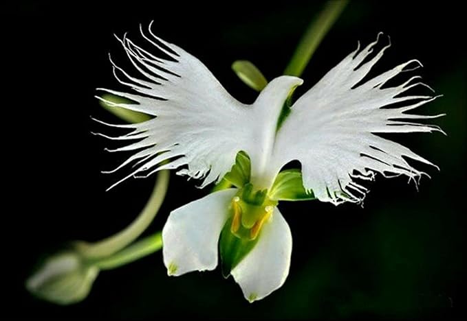 Green Orchid Perennial Flower - for planting in home garden