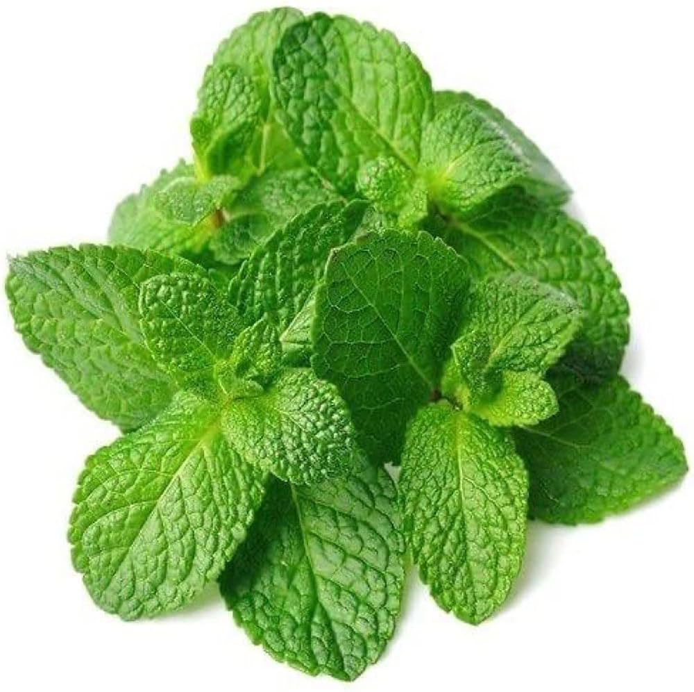 Peppermint Flower Seeds