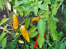Hungarian Sweet Wax Pepper seeds for mild peppers