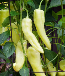 Sweet Banana Pepper Seeds (Capsicum annuum) for growers stocking the vegetable patch kitchen garden