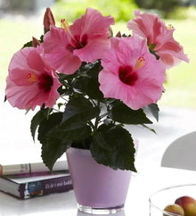 Hibiscus flower red orange giant Seeds for growers planting the hardy exotic garden beds