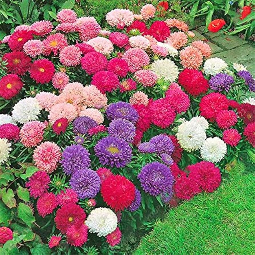 Chinese Chrysanthemum morifolium flowers grown from seeds for indoor bonsai and garden planting