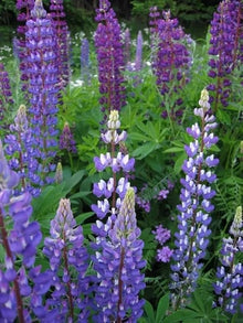 Lupine Seeds (Lupinus perennis) for a lasting display in the backyard flower beds or ornamental home gardens