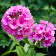 Brilliant Phlox Seeds for a colorful addition to any planting