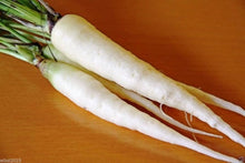 Lunar White Carrot Seeds (Daucus carota) for home growers seeking a reliable harvest