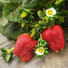Hanging Basket Strawberry Seeds for growers planting the Container Planting