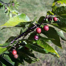 Celtis Laevigata Southern Hackberry Tree Seeds for long-term planting in the yard
