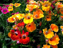 Nemesia Container Garden Seeds for growers filling out the Outdoor Flower Pots
