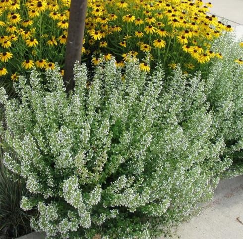 White Calamintha Plants for a colorful addition to any planting