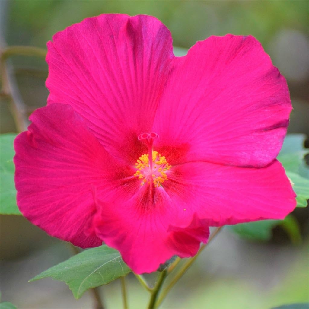 Hibiscus Hibiscus Rosa-Sinensis Dark Pink Flower Seeds for Planting – Perfect for Home Garden and Seasonal Displays