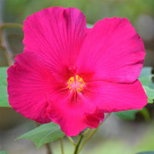 Hibiscus Hibiscus Rosa-Sinensis Dark Pink Flower Seeds for Planting – Perfect for Home Garden and Seasonal Displays