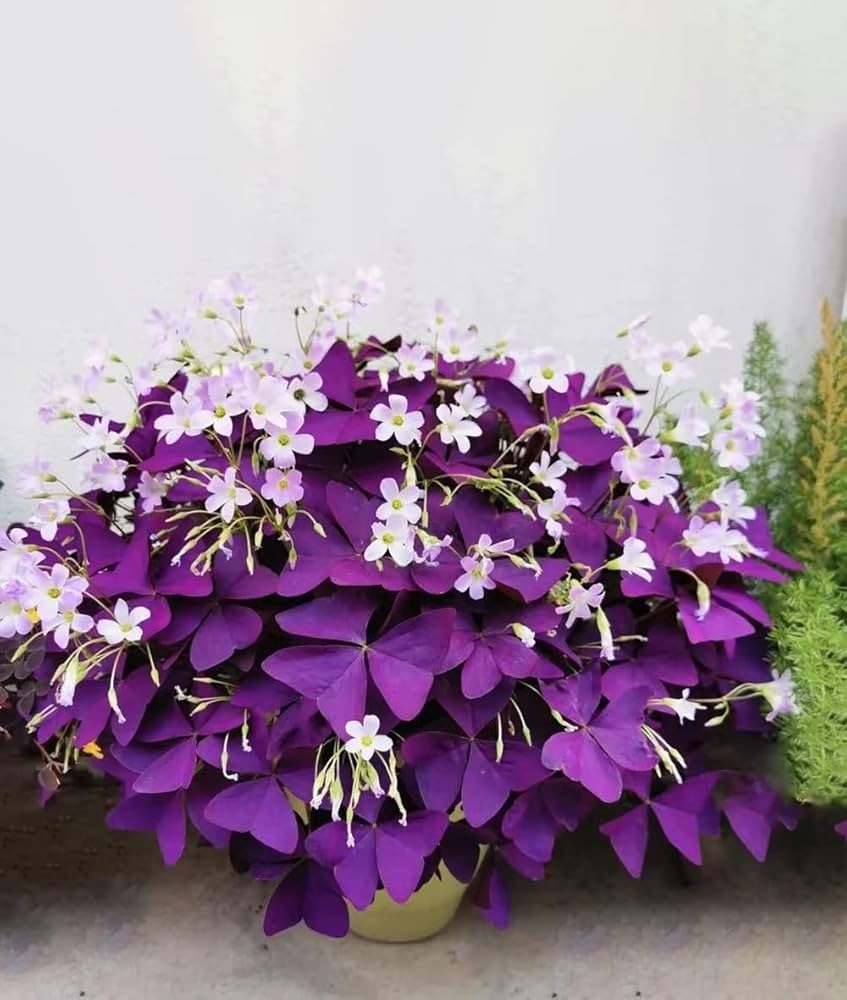 Black Oxalis (Oxalis triangularis) seeds for planting in home garden