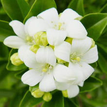 Orange Jasmine Seeds (Murraya paniculata) for growers planting the Flower Balcony Garden