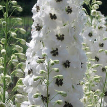 Delphinium flowering plant Seeds grown for backyard gardening and outdoor planting