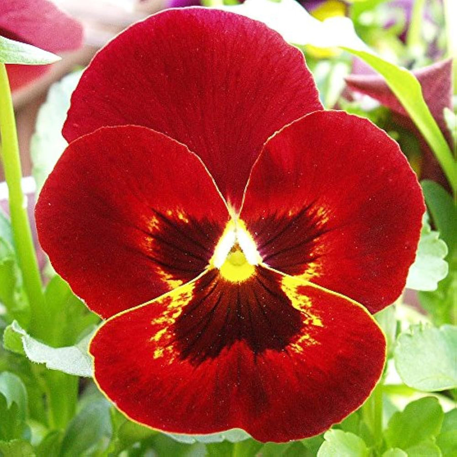 Viola Sorbet Yellow Frost flower seeds â€“ cheerful yellow blooms for borders
