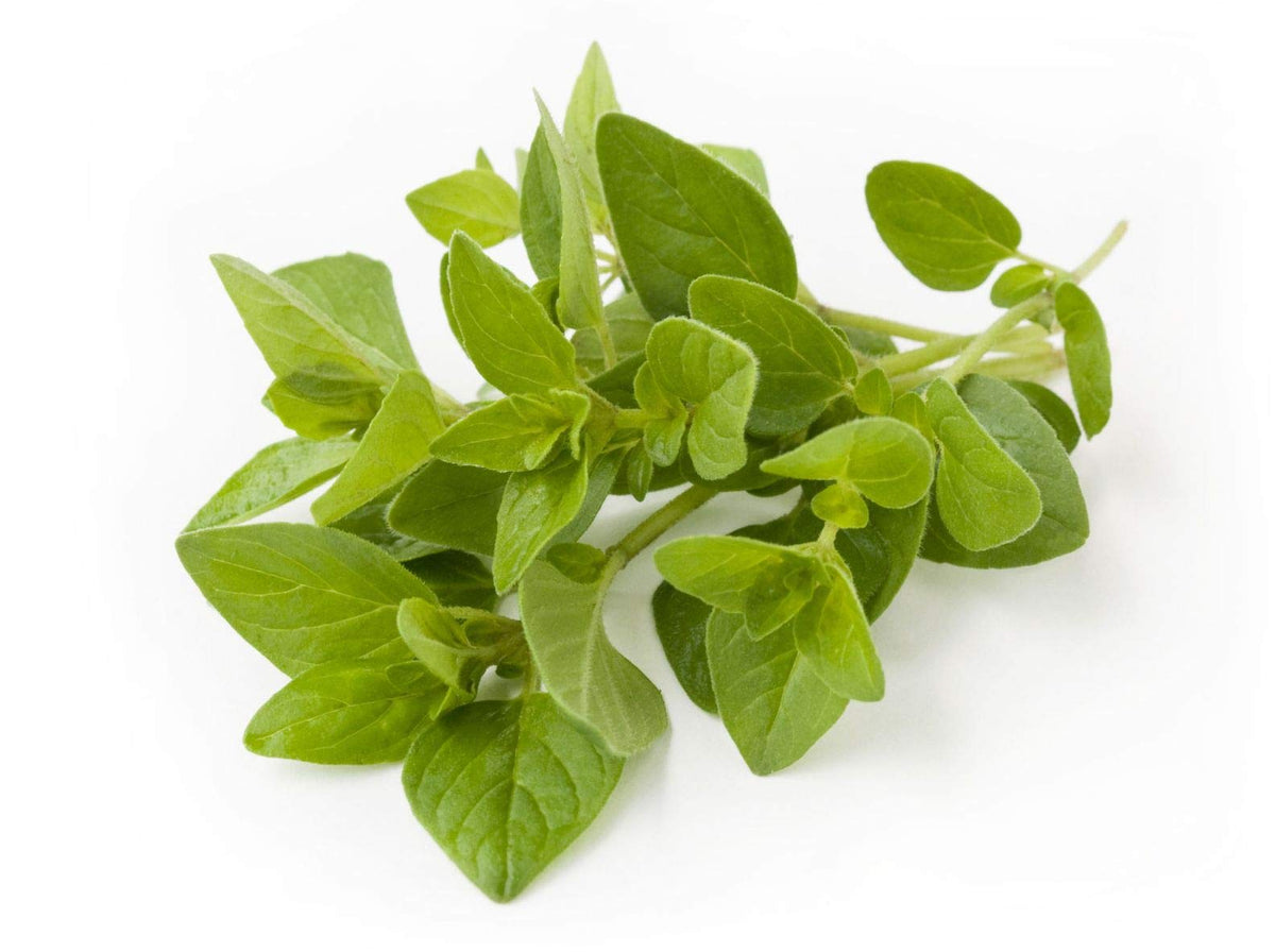 Majoran Origanum majorana Seeds for planting in herb garden