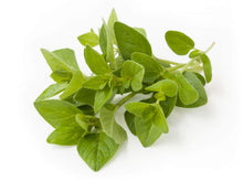 Majoran Origanum majorana Seeds for planting in herb garden