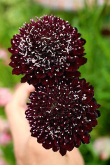 Queen Anne's lace flower Seeds (Daucus carota) for a lasting display in the decorative floral gardens